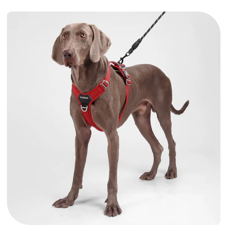 Harnais sécurité voiture pour chien – Confort &amp; protection au quotidien